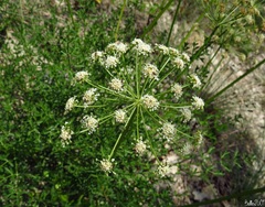 Laserpitium gallicum