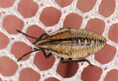 Acoloba lanceolata