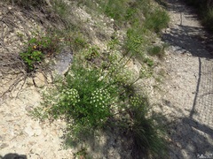 Laserpitium gallicum