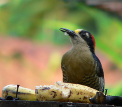 Melanerpes pucherani