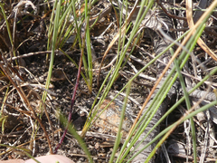 Lobelia capillifolia