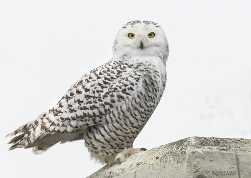 Snowy Owl