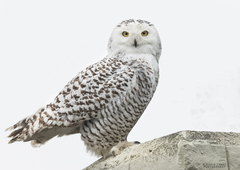 Snowy Owl photo 4