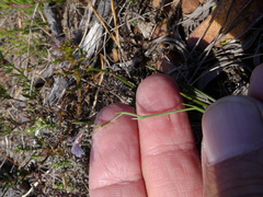 Lobelia capillifolia