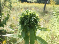 Rhopalomyia capitata