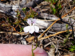 Lobelia capillifolia