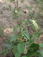 Ipomoea eriocarpa