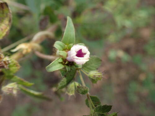 Ipomoea heterotricha