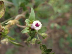 Ipomoea eriocarpa