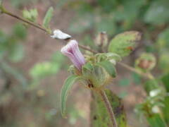 Ipomoea eriocarpa