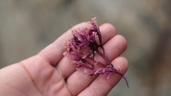 Chondrus crispus