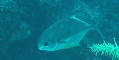Trachinotus falcatus