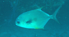 Trachinotus falcatus