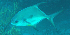 Trachinotus falcatus