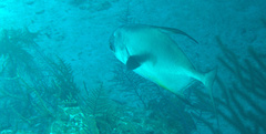 Trachinotus falcatus