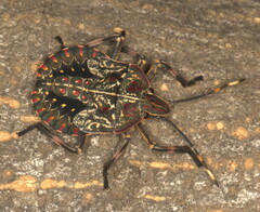 Coenomorpha nervosa