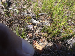 Lobelia capillifolia