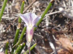 Lobelia capillifolia