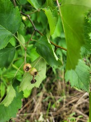 Crataegus submollis