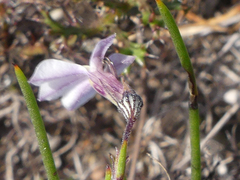 Lobelia capillifolia