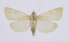 Achyra nudalis