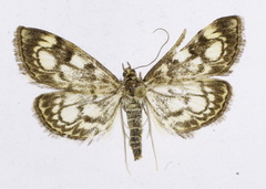 Anania coronata