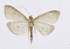 Anania fuscalis