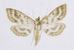 Anania ochrofascialis