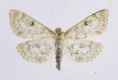 Anania perlucidalis