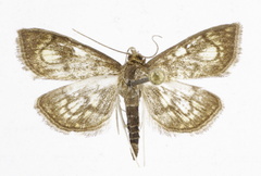 Anania stachydalis