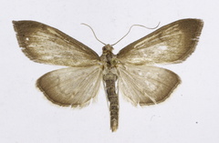 Anania terrealis