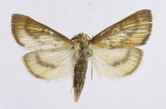 Nascia cilialis