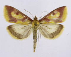 Ostrinia palustralis