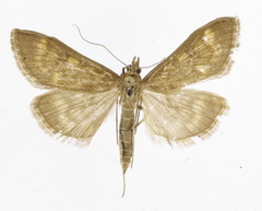 Ostrinia scapulalis