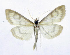 Paratalanta hyalinalis