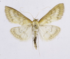 Paratalanta pandalis