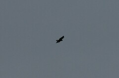 Buteo buteo