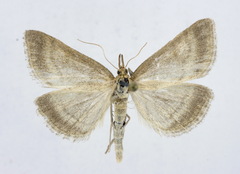 Psammotis pulveralis