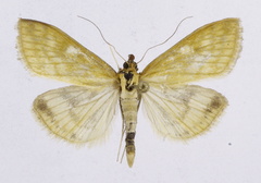 Sitochroa verticalis