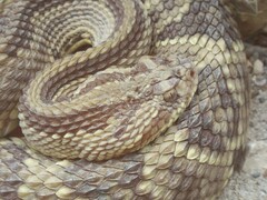 Crotalus simus