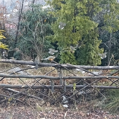 Pterorhinus albogularis