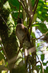 Turdus albicollis