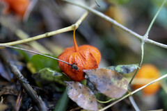 Alkekengi officinarum