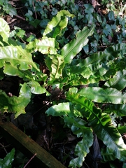 Asplenium scolopendrium scolopendrium
