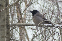 Corvus cornix
