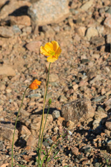 Papaver croceum