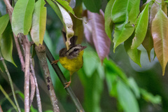 Basileuterus culicivorus