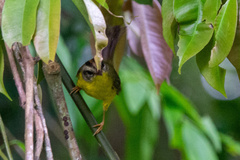 Basileuterus culicivorus