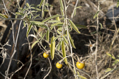 Solanum elaeagnifolium