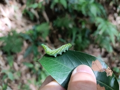 Sphingidae